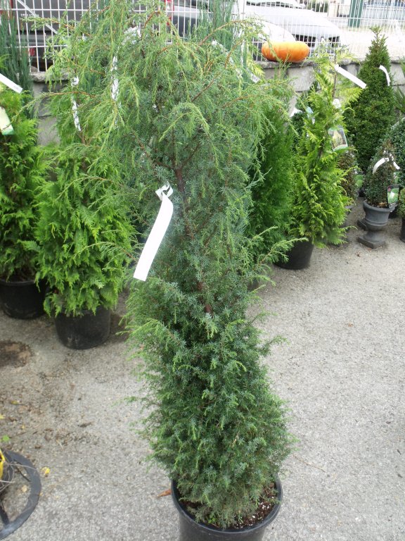 Juniperus communis hibernica C125/+