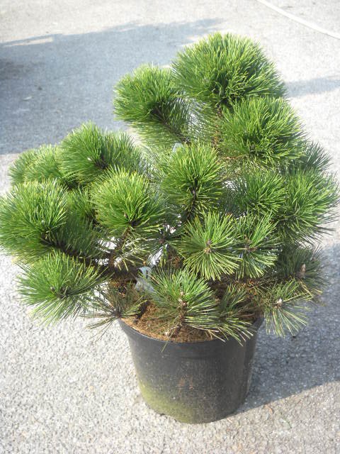 Pinus nigra nana 50cm