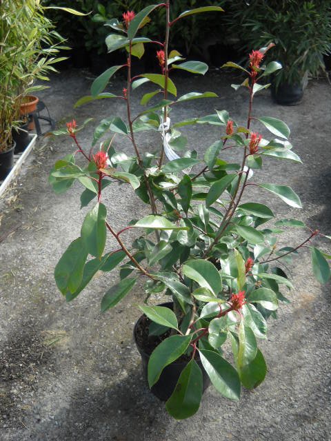 Photinia red robin 80cm