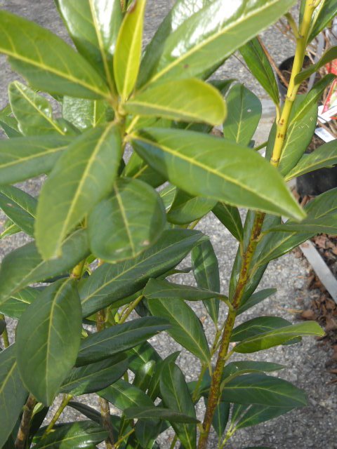 Prunus laurocerasus 'Caucasica' 60/+