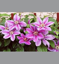 Clematis nelly moser C2L 80/100