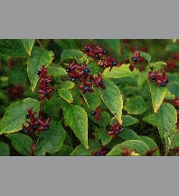 clerodendrum trichotomun fargesii C3L