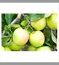 Malus golden delicious buisson RN