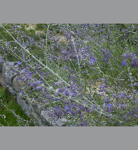 Perovskia atripicifolia 'Blue Haze' C3L