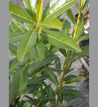 Prunus laurocerasus 'Caucasica' 60/+