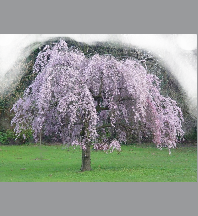 Prunus serrulata 'Kiku-shidare-sakura'