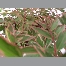 Hypericum moserianum  tricolor C3L