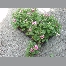 Geranium lierre double pot 10.5