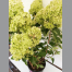 Hortensia lime light C15L