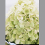 Hortensia lime light C15L
